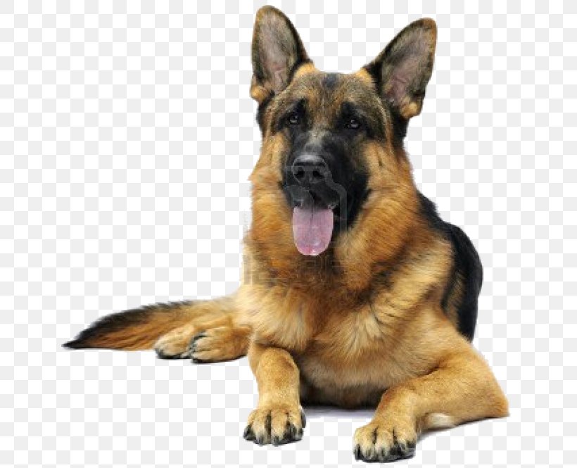I Love My German Shepherd Puppy Pet Dachshund, PNG, 645x665px, German Shepherd, Bark, Breed, Bulldog, Carnivoran Download Free