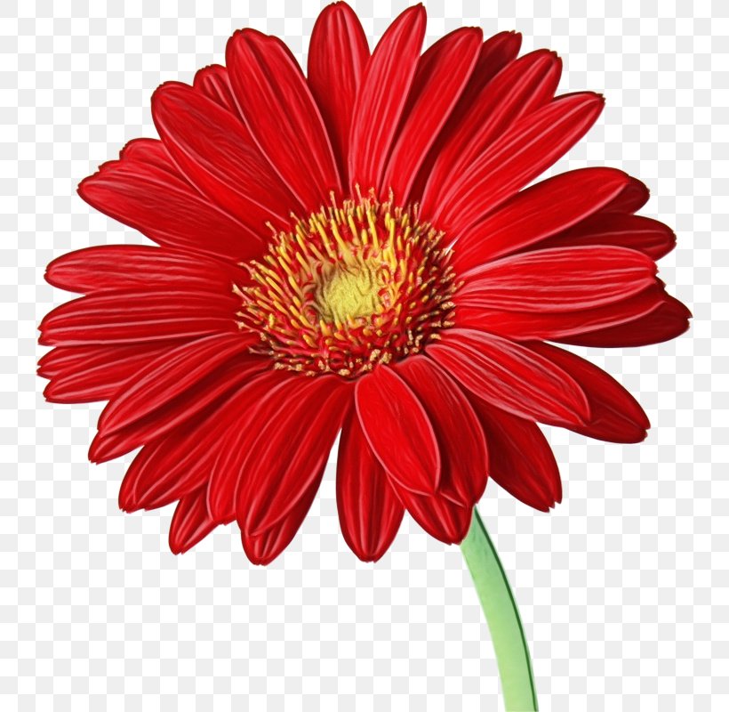 Transvaal Daisy Clip Art Image Flower, PNG, 740x800px, Transvaal Daisy, Annual Plant, Asterales, Barberton Daisy, Botany Download Free