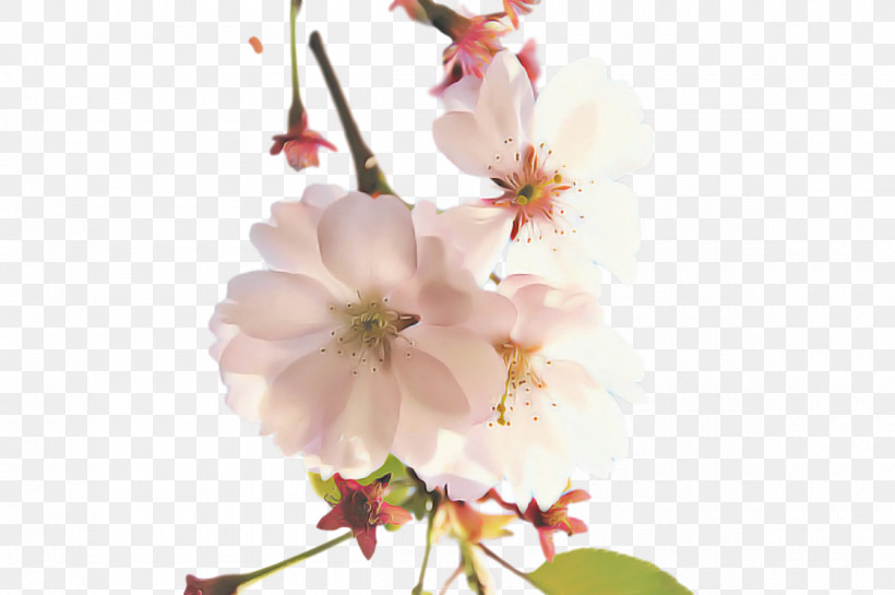 Cherry Blossom, PNG, 1200x799px, Plums, Biology, Cherry, Cherry Blossom, Floral Design Download Free