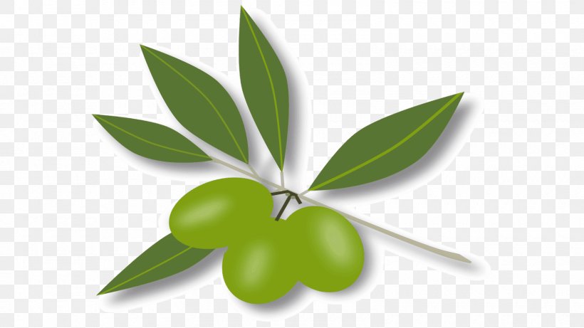 Fruit Royalty-free Leaf Clip Art, PNG, 1600x900px, Fruit, Leaf, Olive, Plant, Royalty Payment Download Free