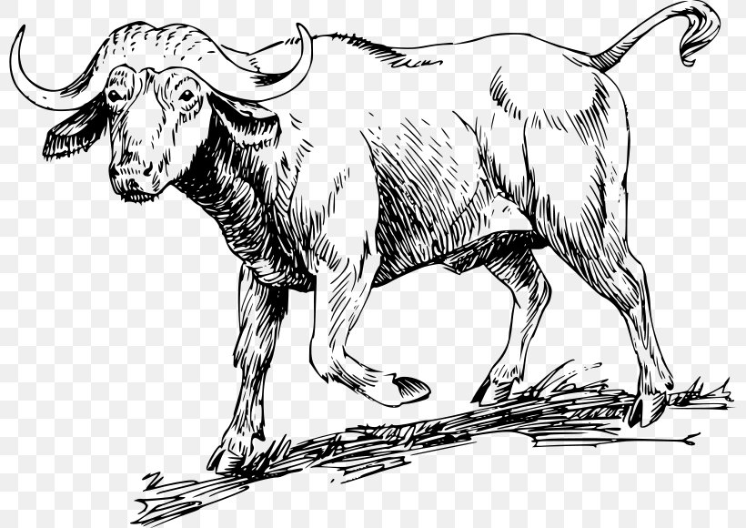 Water Buffalo American Bison African Buffalo Drawing Clip Art, PNG, 800x580px, Water Buffalo, African Buffalo, American Bison, Animal Figure, Art Download Free