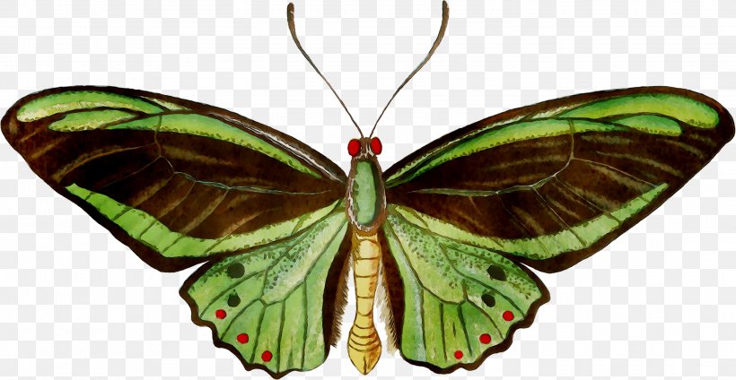 Brush-footed Butterflies Silkworm Gossamer-winged Butterflies Pieridae Symmetry, PNG, 2949x1527px, Brushfooted Butterflies, Arthropod, Bombycidae, Brushfooted Butterfly, Butterfly Download Free