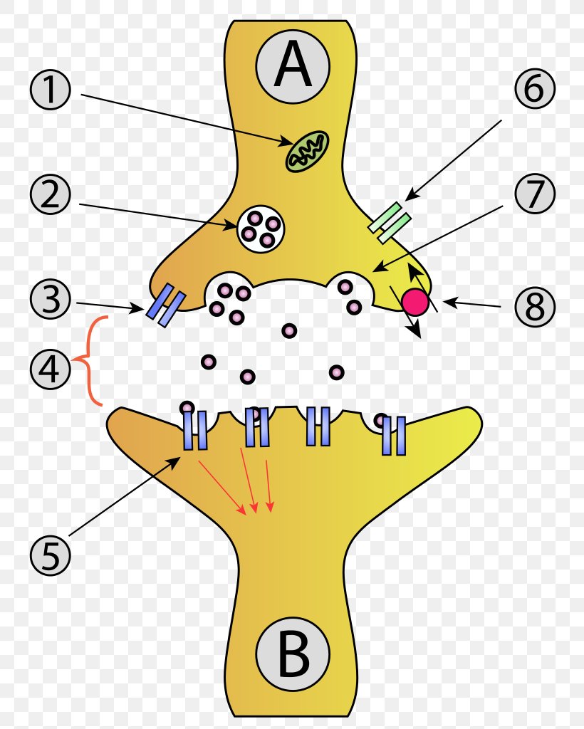 Chemical Synapse Neuron Synaptic Vesicle Axon, PNG, 813x1024px, Synapse, Action Potential, Anatomy, Area, Axon Download Free