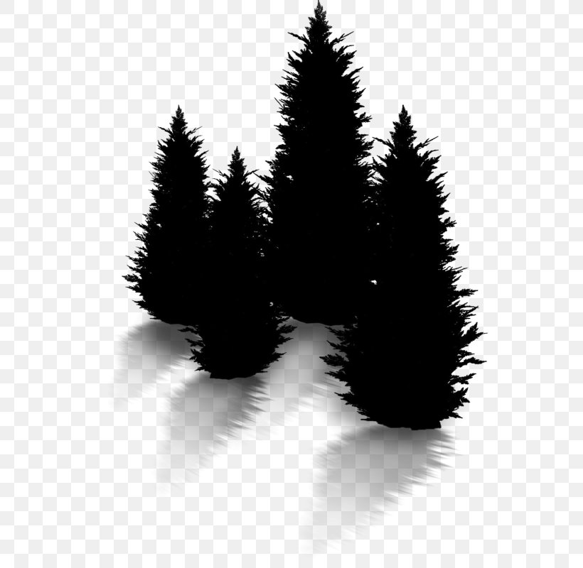 Christmas Black And White, PNG, 557x800px, Spruce, American Larch, Balsam Fir, Black M, Christmas Day Download Free