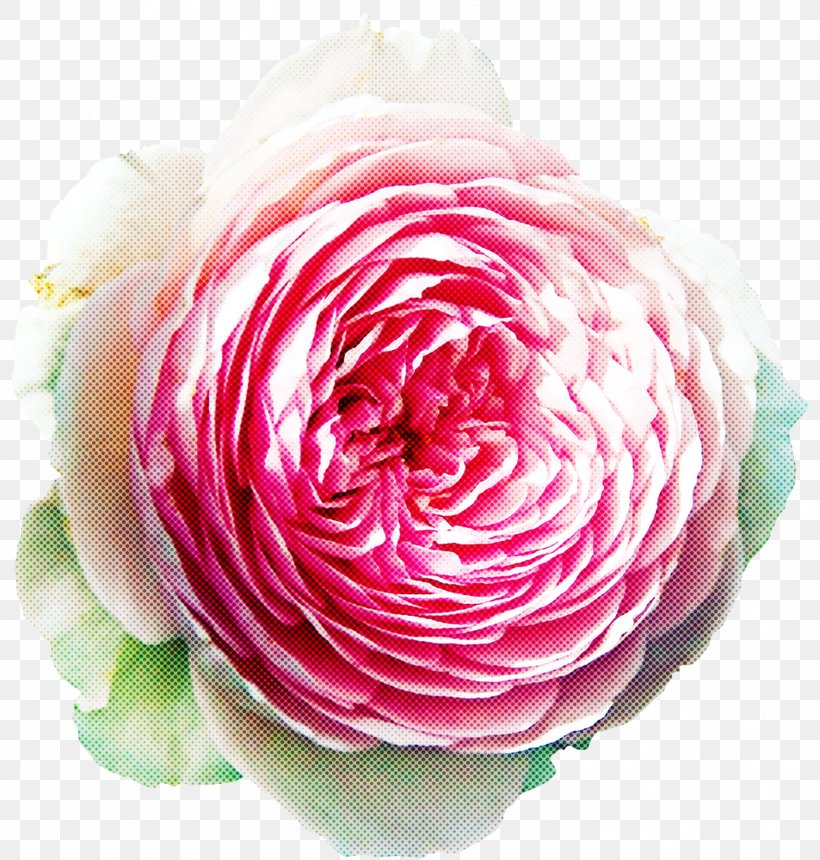 Garden Roses, PNG, 1799x1888px, Pink, Cut Flowers, Flower, Garden Roses, Persian Buttercup Download Free
