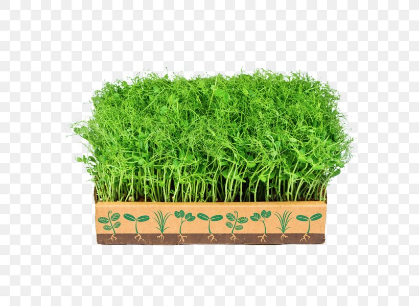 Greens Microgreen Vegetable Turnip Gardening, PNG, 600x600px, Greens, Beetroot, Garden, Gardening, Gift Download Free
