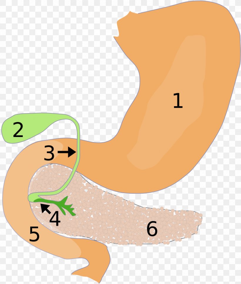 Papillentumor Pancreas Duodenum Gallbladder Pancreatitis, PNG, 867x1024px, Watercolor, Cartoon, Flower, Frame, Heart Download Free