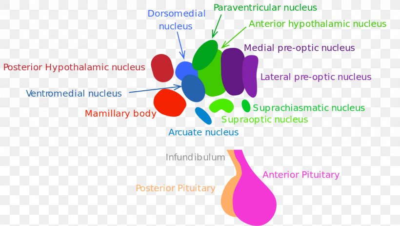 Paraventricular Nucleus Of Hypothalamus Arcuate Nucleus Pituitary Gland Anatomy, PNG, 1280x723px, Hypothalamus, Anatomy, Area, Biology, Brand Download Free