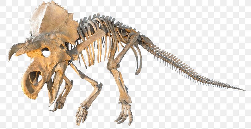 Velociraptor Triceratops Judith River Formation Einiosaurus, PNG, 800x424px, Velociraptor, Animal Figure, Bone, Ceratops, Claw Download Free