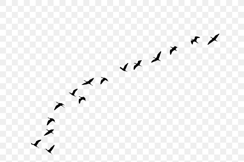 Bird Flight Goose Bird Flight Swallow, PNG, 700x545px, Bird, Animal Migration, Bat, Beak, Bird Flight Download Free
