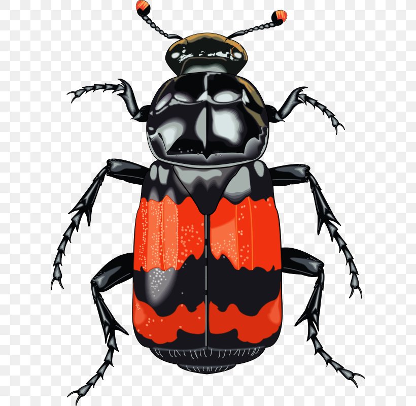 Darkling Beetle Free Content Dung Beetle Clip Art, PNG, 619x800px, Darkling Beetle, Arthropod, Beetle, Cetonia Aurata, Colorado Potato Beetle Download Free
