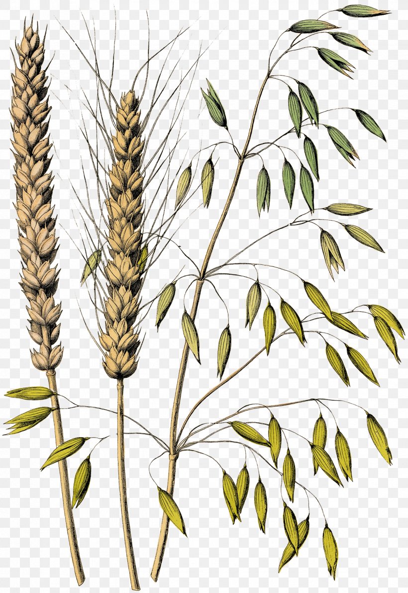 Oat Drawing Grasses Avena Fatua Cereal, PNG, 1239x1800px, Oat, Avena, Avena Fatua, Botanical Illustration, Branch Download Free