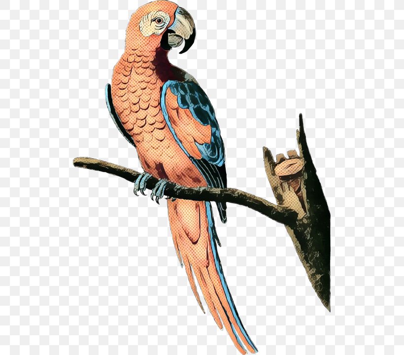 Budgerigar Lovebird Macaw Parakeet, PNG, 523x720px, Budgerigar, Beak, Bird, Bird Flight, Budgie Download Free