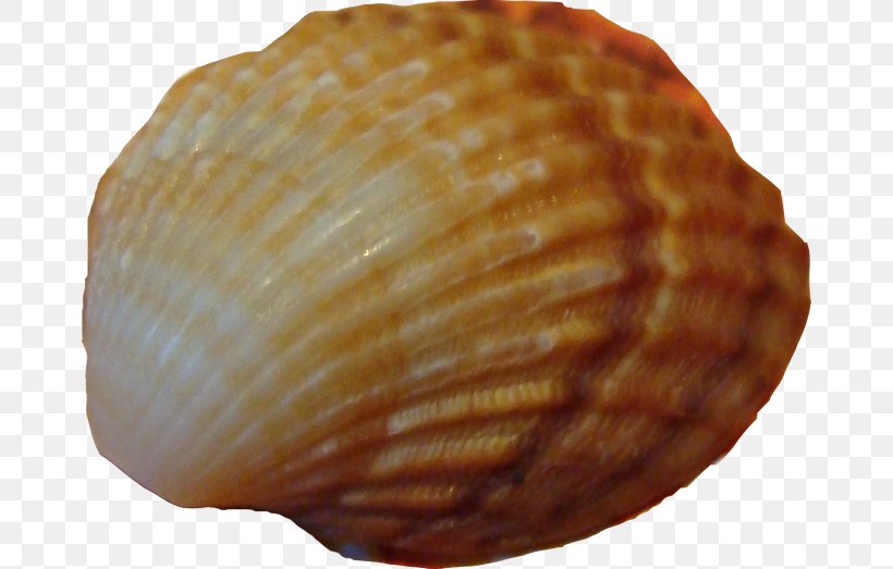 Cockle Seashell Conchology Sea Snail, PNG, 670x523px, Cockle, Clam, Clams Oysters Mussels And Scallops, Conch, Conchology Download Free