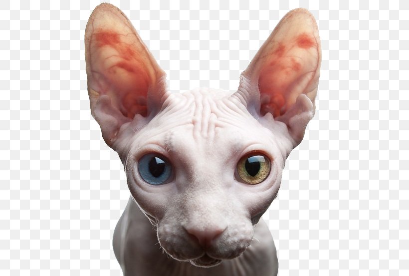 Sphynx Cat Donskoy Cat Persian Cat Dwelf Cat Food, PNG, 500x553px, Sphynx Cat, Animal, Black Cat, Breed, Carnivoran Download Free