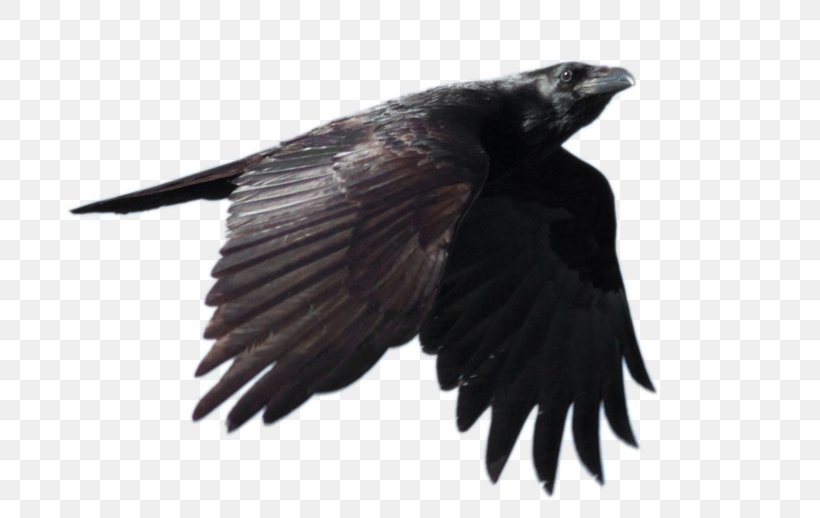 Common Raven Flight Clip Art, PNG, 800x518px, Common Raven, Alpha Compositing, American Crow, Art, Beak Download Free