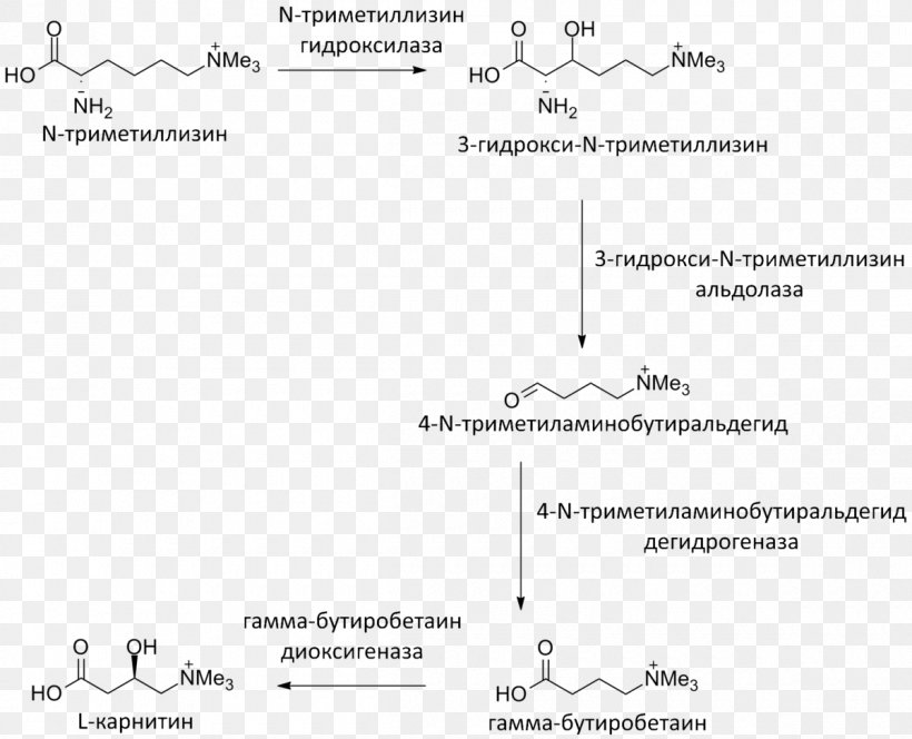 Levocarnitine Meldonium Gamma-butyrobetaine Dioxygenase Biosynthesis Sintesis, PNG, 1200x972px, Levocarnitine, Area, Ascorbic Acid, B Vitamins, Biochemistry Download Free