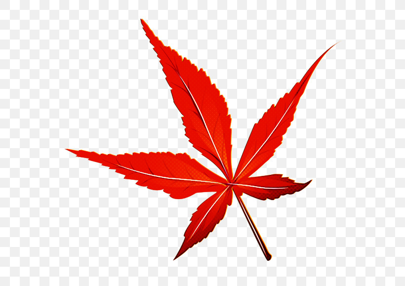 Maple Leaf, PNG, 600x579px, Leaf, Flower, Hemp Family, Maple, Maple Leaf Download Free