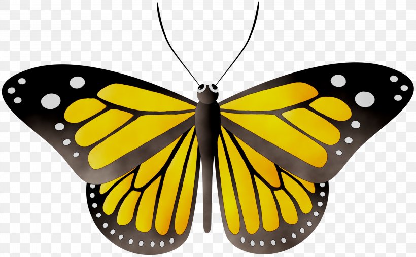 Monarch Butterfly Clip Art Milkweed Butterflies Image, PNG, 3000x1858px, Monarch Butterfly, Arthropod, Brushfooted Butterflies, Brushfooted Butterfly, Butterflies Download Free