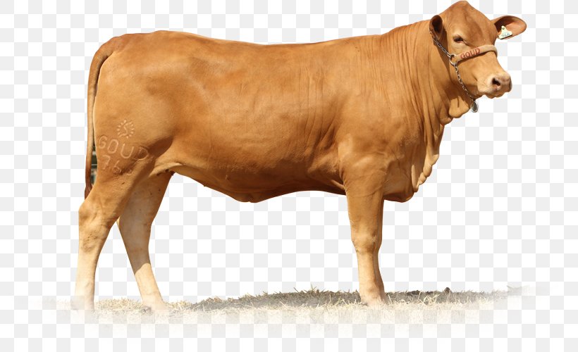 Calf Senepol Dairy Cattle Taurine Cattle Brahman Cattle, PNG, 800x500px, Calf, Animal, Animal Figure, Brahman Cattle, Bull Download Free