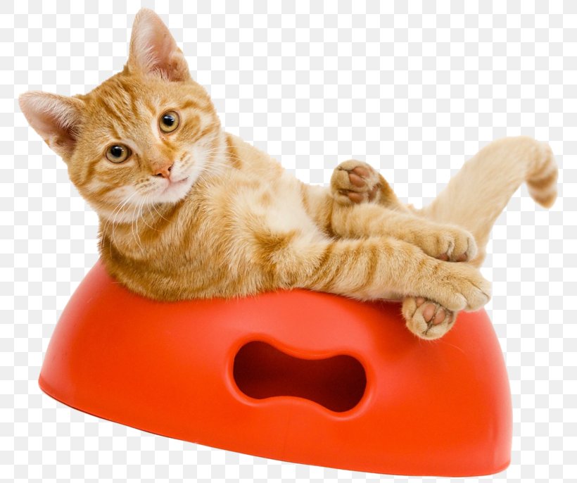 Cat Kitten Animal Clip Art, PNG, 800x686px, Cat, Animal, Carnivoran, Cat Like Mammal, Cat Litter Trays Download Free