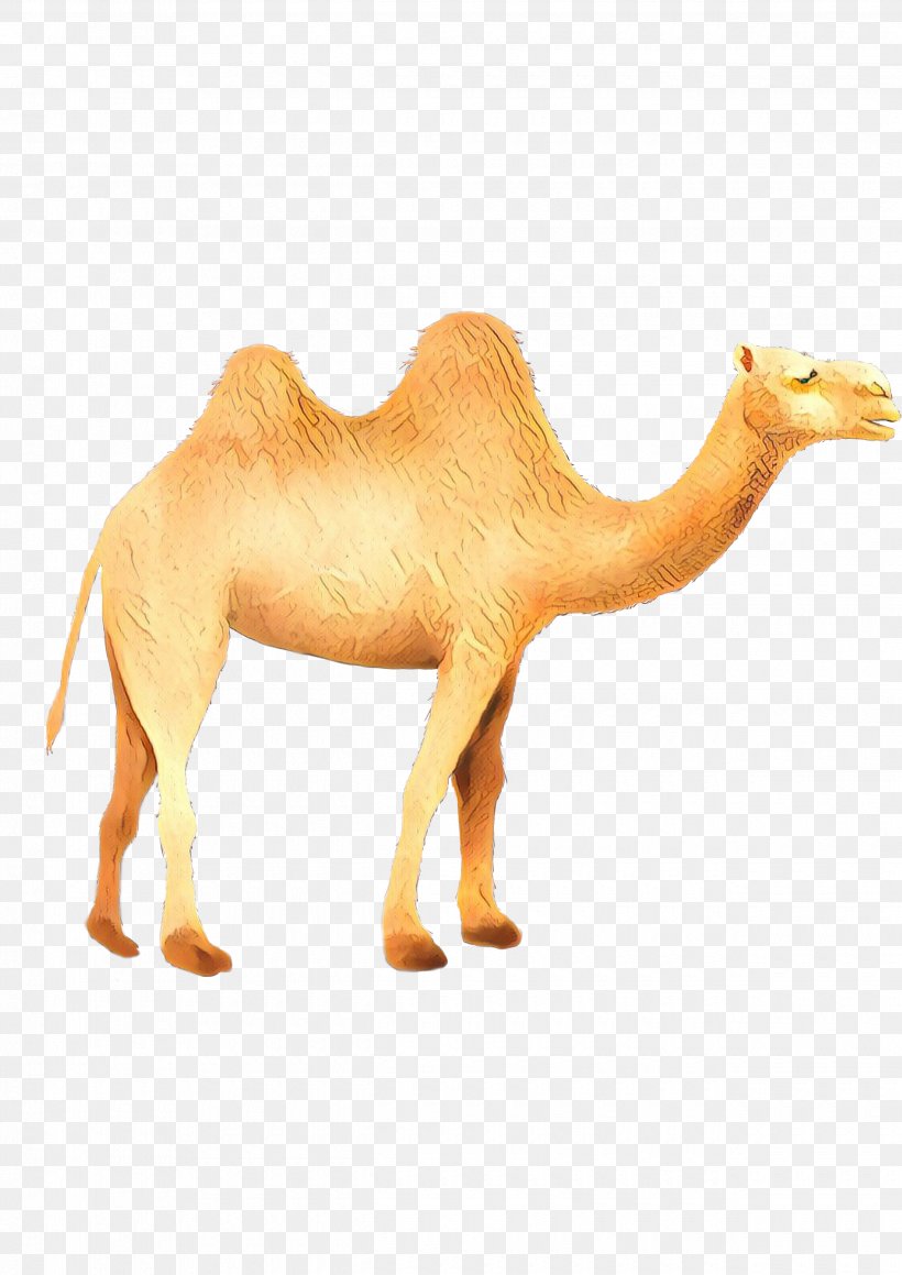 Dromedary Fauna Terrestrial Animal Wildlife Snout, PNG, 2480x3507px, Dromedary, Animal, Animal Figure, Arabian Camel, Bactrian Camel Download Free