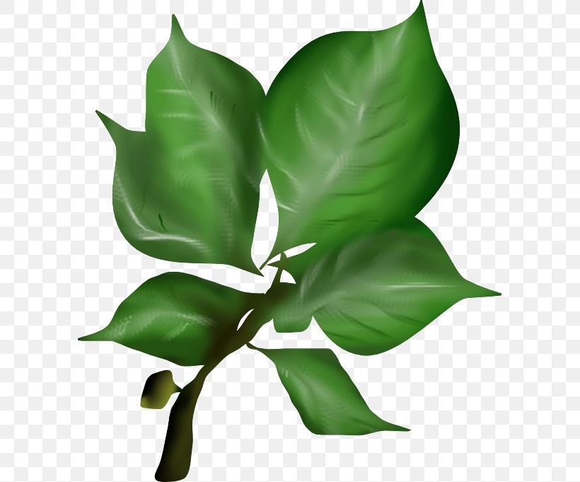 Leaf Texture Mapping Plant Stem Plants, PNG, 600x681px, 3d Computer Graphics, Leaf, Bark, Blender, Flower Download Free