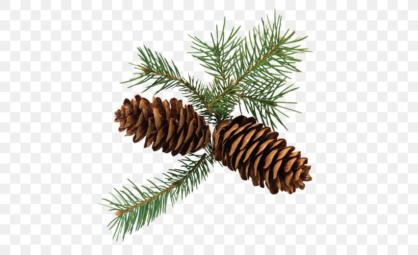 Conifer Cone Conifers Pine, PNG, 500x500px, Conifer Cone, Christmas Ornament, Cone, Conifer, Conifers Download Free