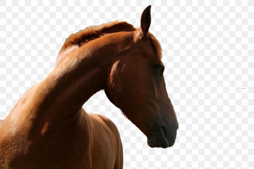 Horse PILLOWTALK Bridle, PNG, 900x599px, Horse, Bridle, Deviantart, Halter, Horse Like Mammal Download Free