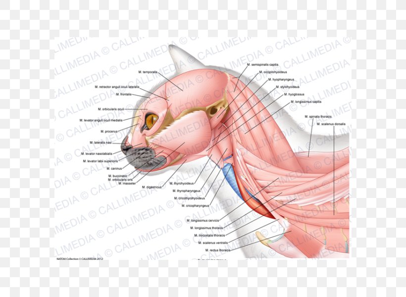 Anatomy Ischiocavernosus Muscle Neck Masseter Muscle, PNG, 600x600px, Watercolor, Cartoon, Flower, Frame, Heart Download Free