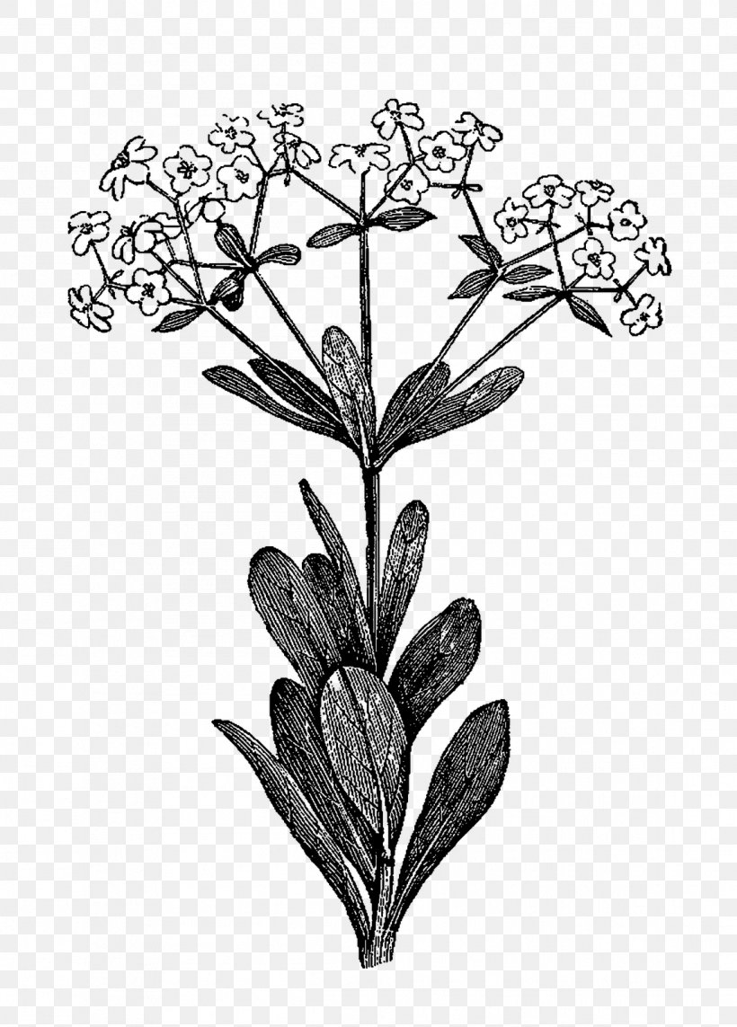 Botanical Illustration Drawing Clip Art Herb, PNG, 1147x1600px, Botanical Illustration, Art, Botany, Drawing, Flower Download Free