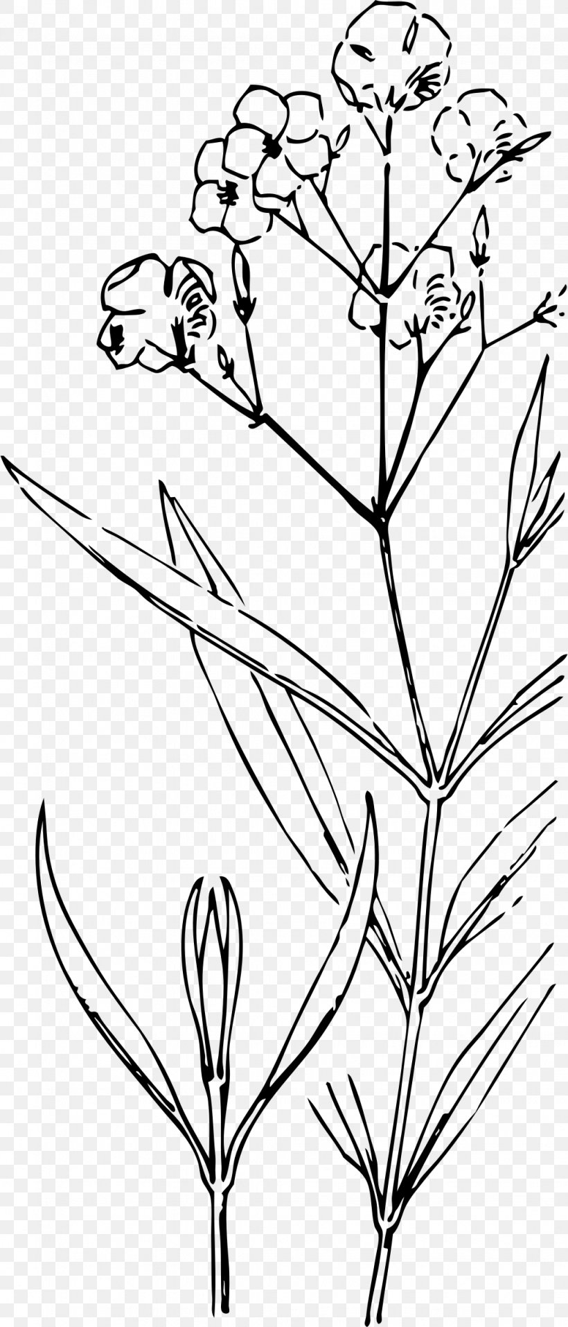 Nature Drawing And Design; Oleander Clip Art, PNG, 1028x2400px, Nature Drawing And Design, Art, Black And White, Botanical Illustration, Botany Download Free