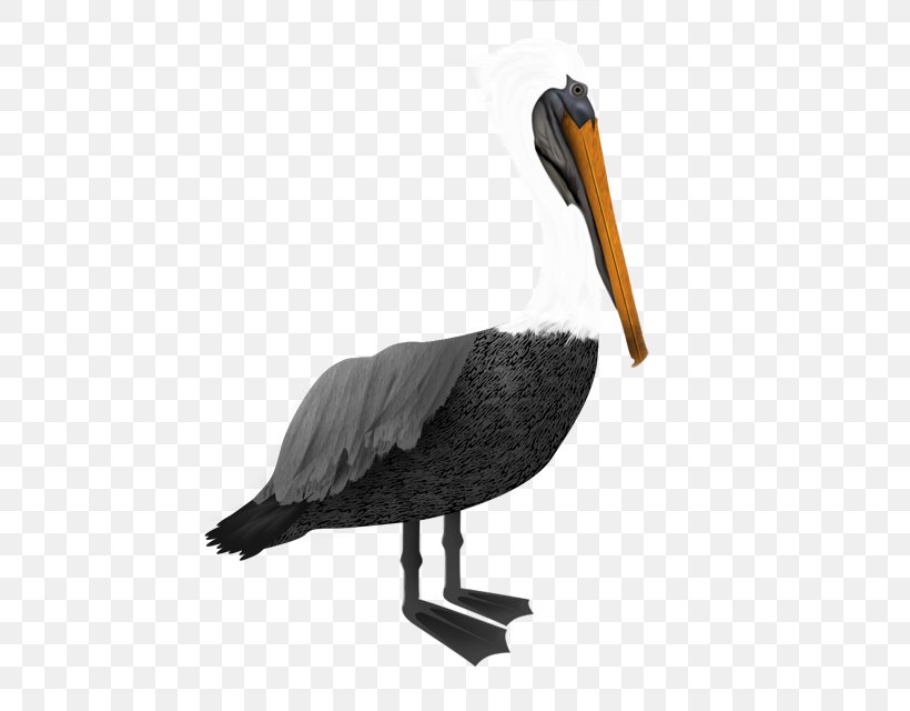 Pelican, PNG, 640x640px, Pelican, Animaatio, Animal, Beak, Bird Download Free