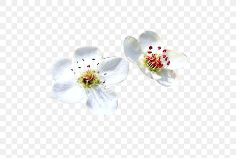 Petal White Computer File, PNG, 550x550px, Petal, Blossom, Cherry Blossom, Cut Flowers, Designer Download Free