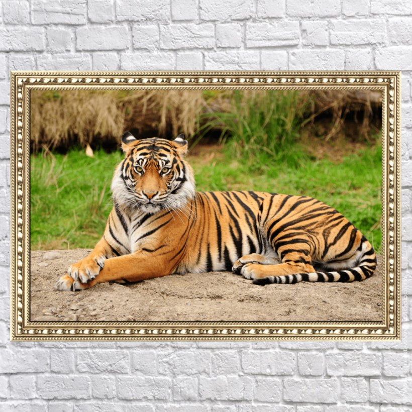 Alipore Delhi Bengal Tiger Lion Wildlife, PNG, 900x900px, Alipore, Bengal Tiger, Big Cats, Carnivoran, Cat Like Mammal Download Free