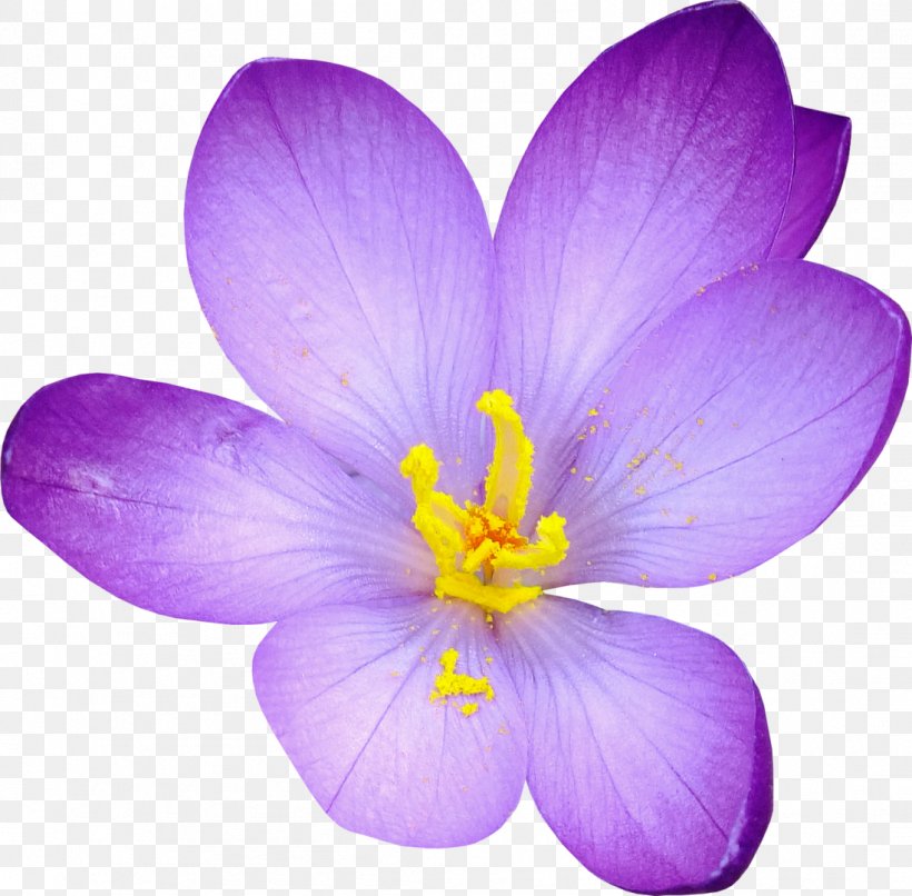 Crocus Saffron Flower Clip Art, PNG, 1098x1080px, Crocus, Albom, Bud, Cut Flowers, Drawing Download Free
