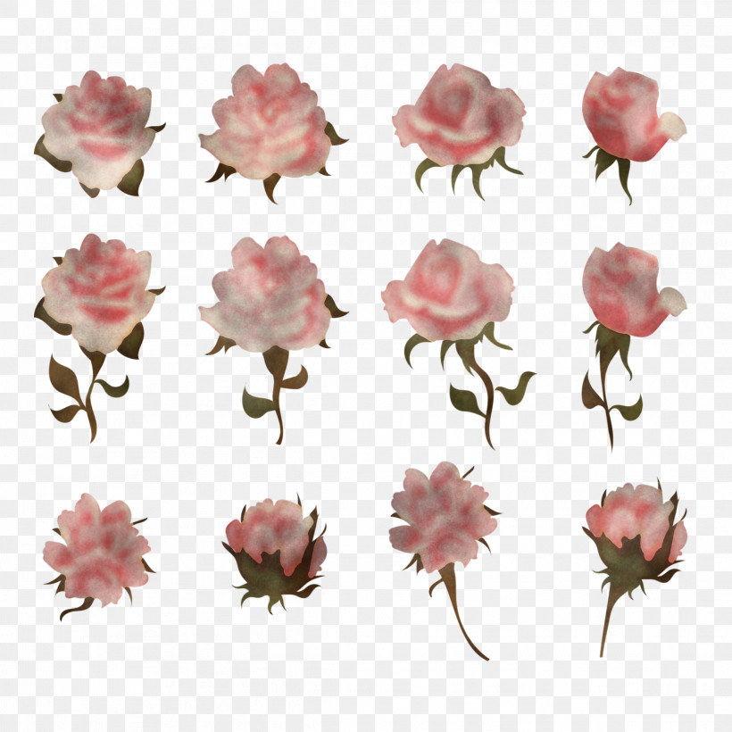 Garden Roses, PNG, 2289x2289px, Pink, Cut Flowers, Flower, Garden Roses, Petal Download Free