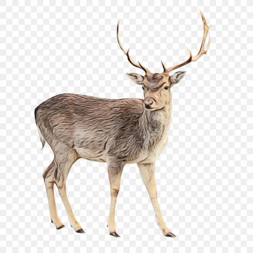 Reindeer Cartoon, PNG, 1024x1024px, Deer, Antelope, Antler, Barasingha, Elk Download Free