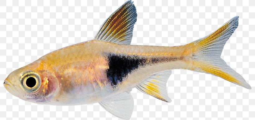 Bony Fishes Tropical Fish, PNG, 800x388px, Fish, Animal, Animal Figure, Bony Fish, Bony Fishes Download Free