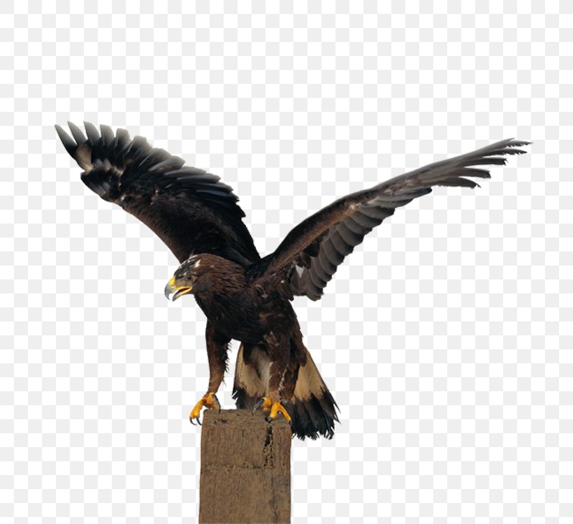 Falconiformes Bald Eagle Hawk Owl, PNG, 750x750px, Falconiformes, Accipitriformes, Bald Eagle, Beak, Bird Download Free