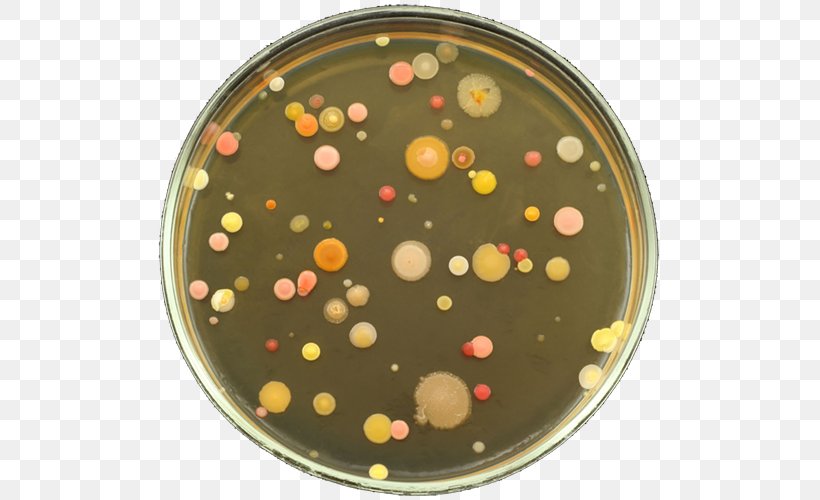 Petri Dishes Bacteria Agar Plate Nutrient Agar Colony, PNG, 507x500px, Petri Dishes, Agar, Agar Plate, Antibiotics, Bacteria Download Free