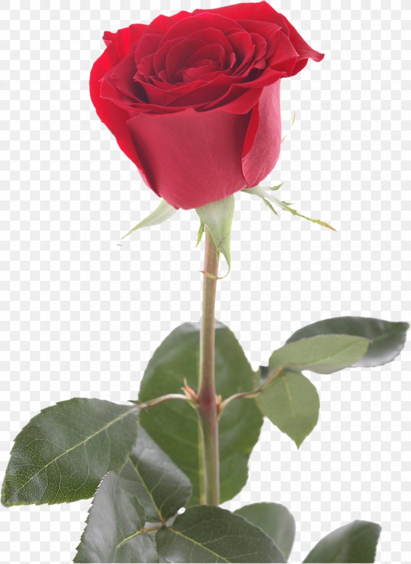 Rosaceae Acne Floribunda Centifolia Roses, PNG, 1237x1698px, Rosacea, Acne, Centifolia Roses, China Rose, Cut Flowers Download Free