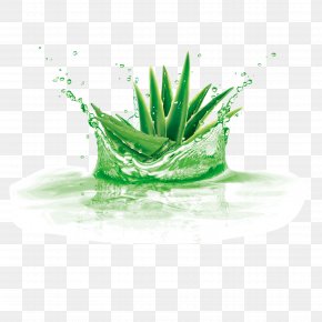 aloe vera images aloe vera transparent png free download aloe vera transparent png