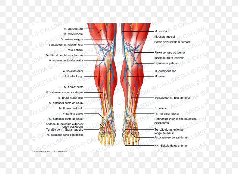 Knee Human Body Muscle Tendon Nerve, PNG, 600x600px, Watercolor, Cartoon, Flower, Frame, Heart Download Free