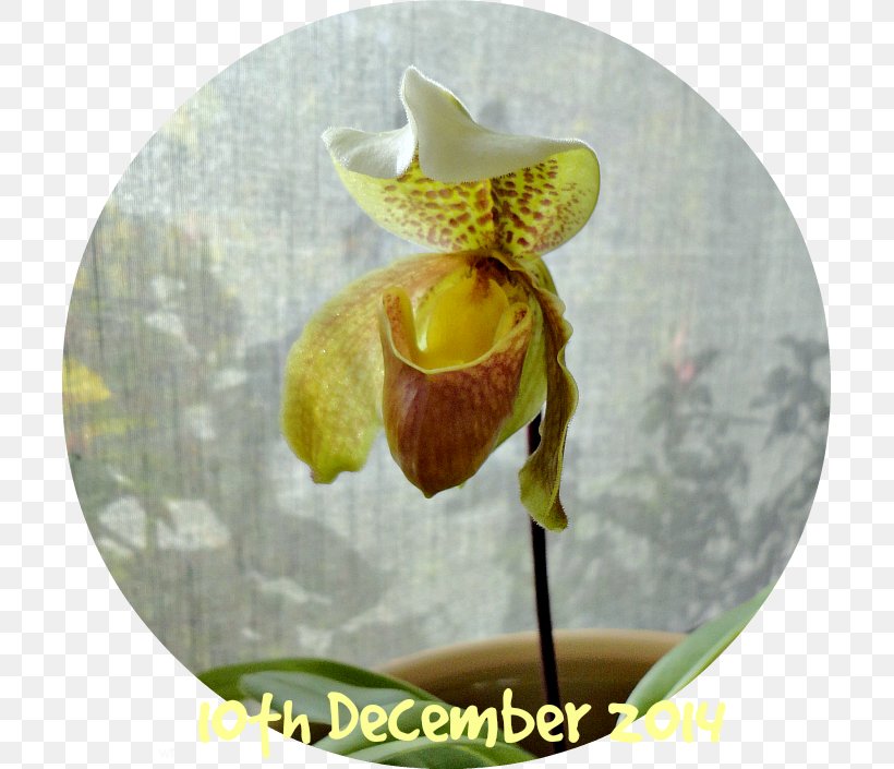 Moth Orchids, PNG, 705x705px, Moth Orchids, Flora, Flower, Flowering Plant, Moth Orchid Download Free