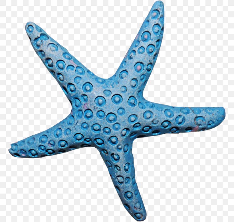Starfish Sea Clip Art, PNG, 765x780px, Starfish, Animal, Aqua, Blue, Color Download Free