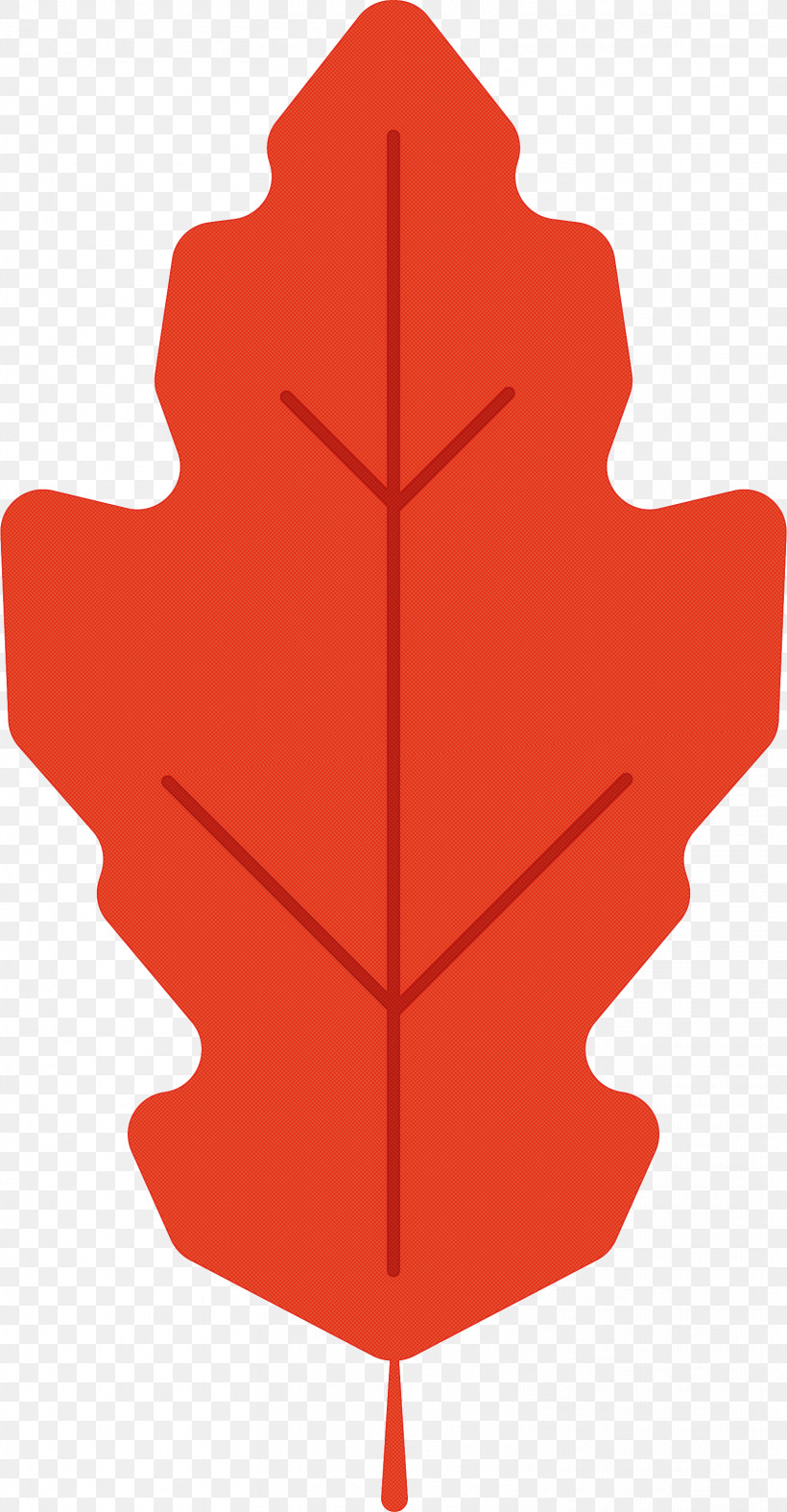 Maple Leaf, PNG, 1561x3000px, Maple Leaf, Biology, Cartoon, Diagram, Floral Design Download Free