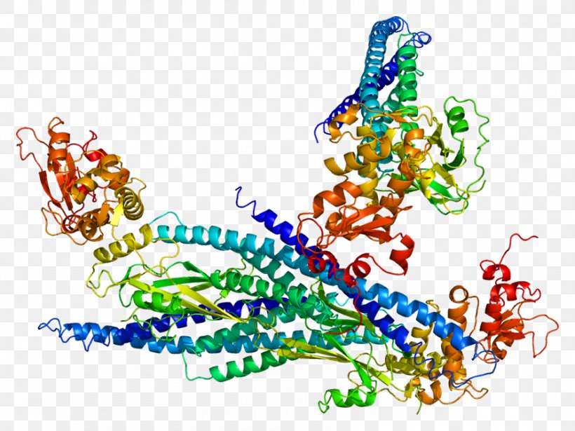 STAT5A SH2 Domain STAT Protein STAT5B, PNG, 893x670px, Sh2 Domain, Art, Gene, Jakstat Signaling Pathway, Janus Kinase Download Free