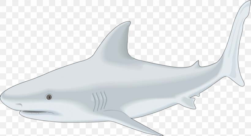 Tiger Shark Bull Shark Whale Shark Drawing, PNG, 883x480px, Tiger Shark, Animal Figure, Bull Shark, Cartilaginous Fish, Cetacea Download Free