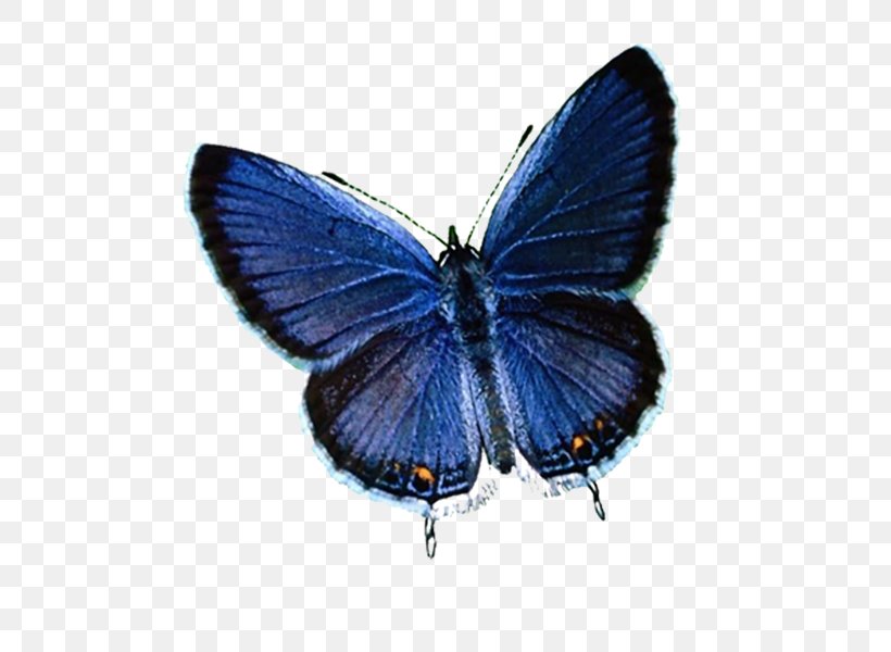 Butterfly Insect Menelaus Blue Morpho Brush-footed Butterflies, PNG, 600x600px, Butterfly, Arthropod, Blue, Brush Footed Butterfly, Brushfooted Butterflies Download Free